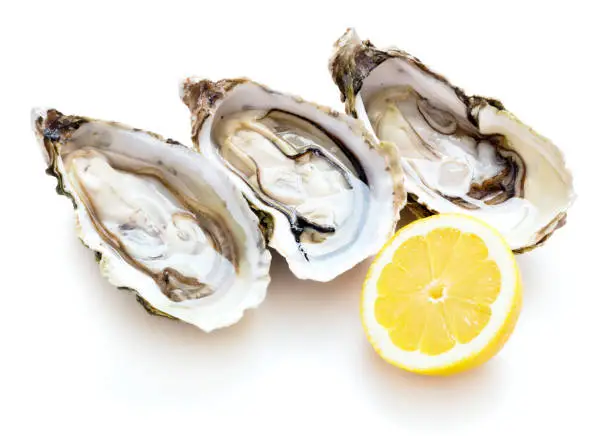 fresh oyster isolated on white background