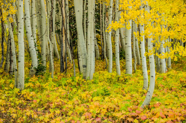 istock Rocky Mountain Autumn 1013967040