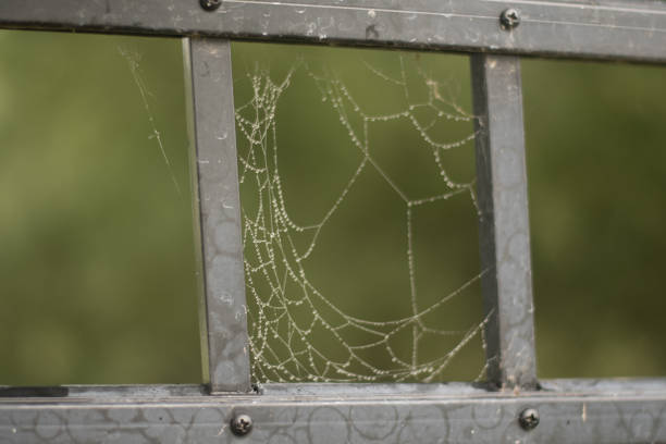 Black metal fence with green background and spider web covered in dew drops