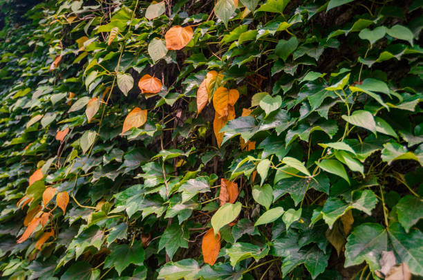 view of Boston ivy on the wall in Yangzhou city, Jiangsu Province, China