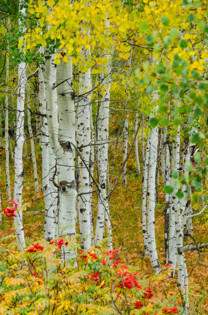 istock Rocky Mountain Autumn 1013969510