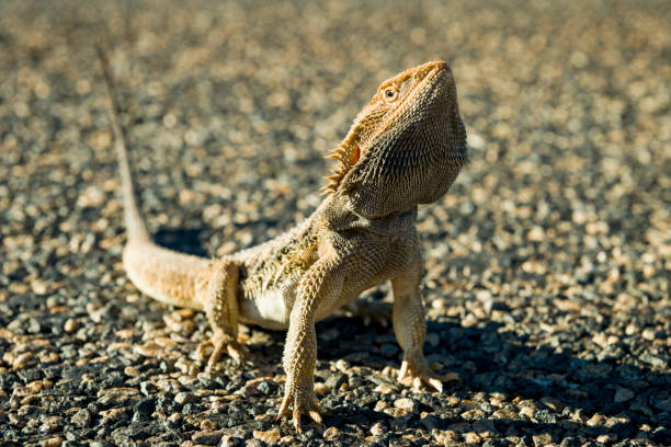 Lizard. stock photo