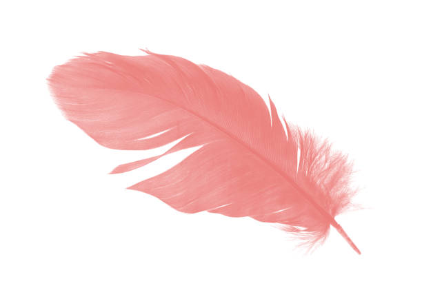 istock coral pink feather on white background 1013971838