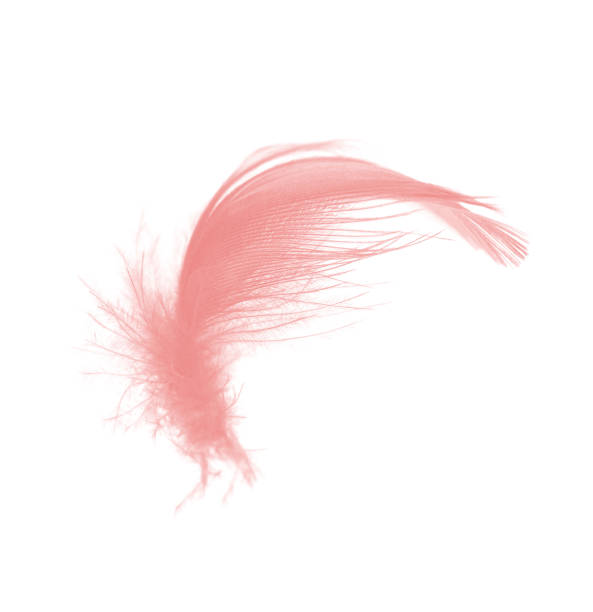 istock coral pink feather on white background 1013971844