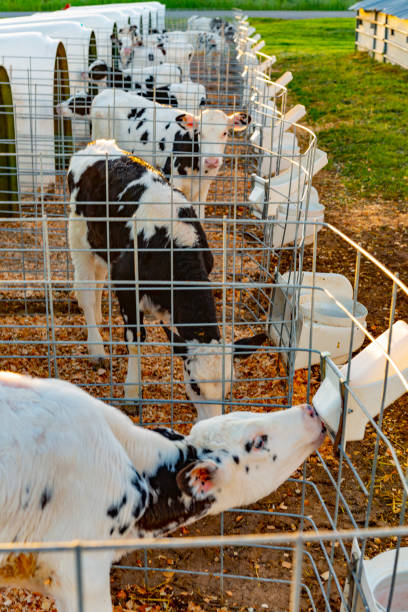istock Hand Feeding of Young Dairy Cows 1013971894
