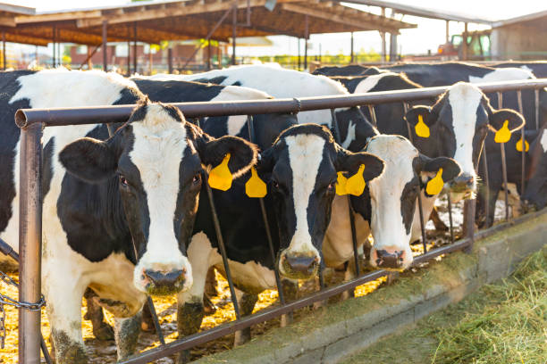 istock Dairy Cows Being Fed Hay on a Farm 1013971936