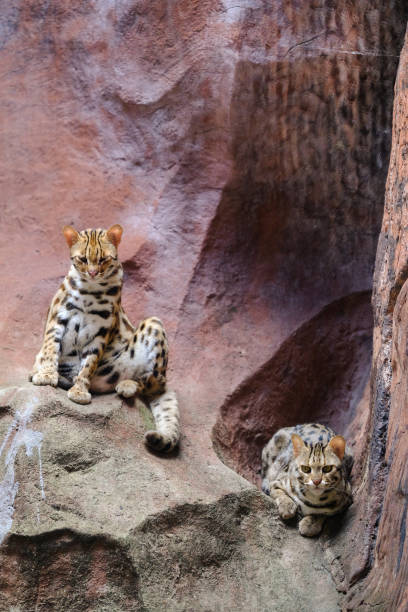Leopard cat (Prionailurus bengalensis)Looking on a rock with light from above. Leopard cat (Prionailurus bengalensis)Looking on a rock with light from above. prionailurus bengalensis stock pictures, royalty-free photos & images