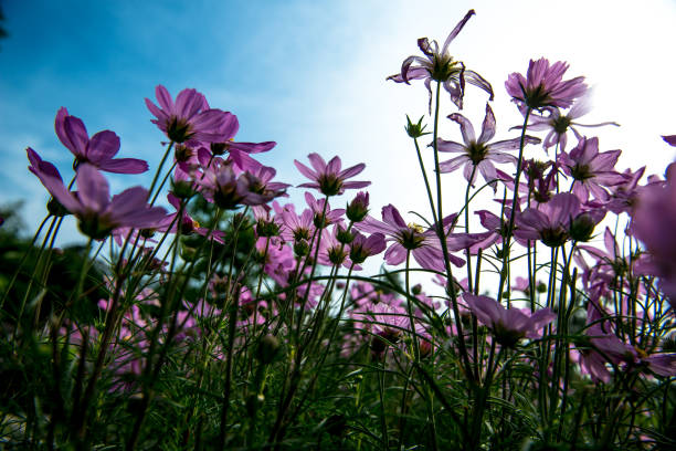 istock Pink Cosmos Flowers with sky 1013991714