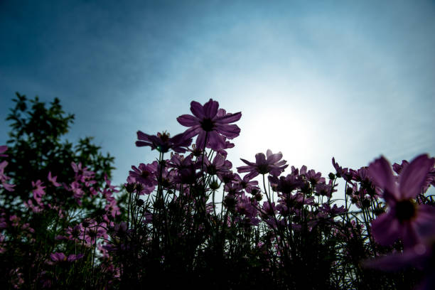istock Pink Cosmos Flowers with sky 1013991750