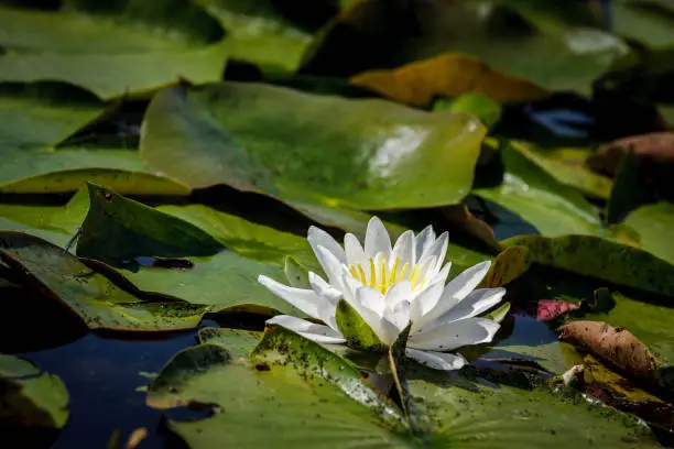 Close up of a white waterlily in Fernan Lake in Idaho.