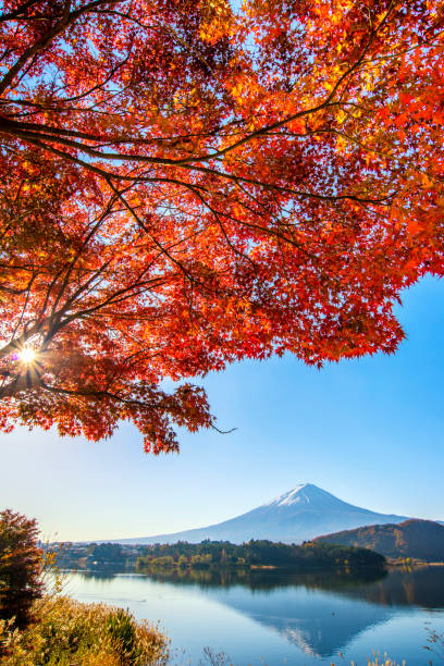 istock Autumn In Lake Kawaguchi 1013999868
