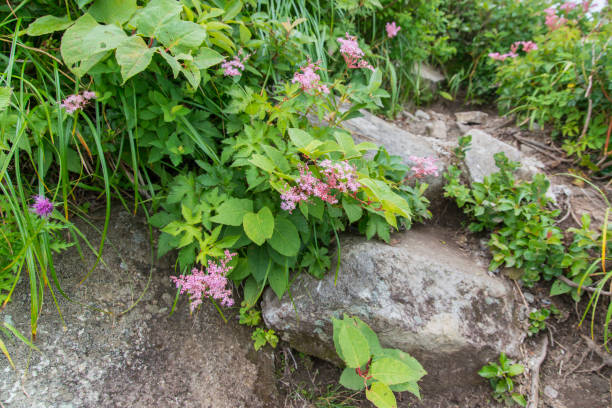 istock Meadowsweet (Filipendula multijuga) /Mount Daisen trails in rich nature (Tottori, Japan) 1013999972