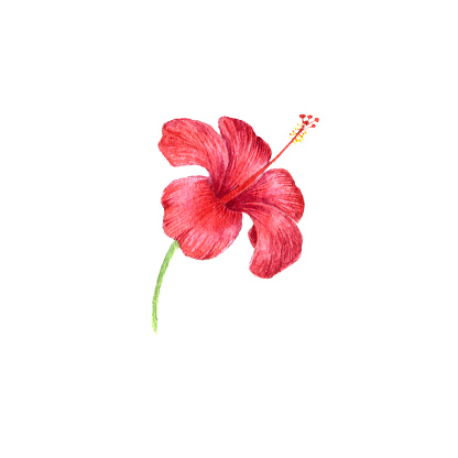 Ilustración de Acuarela Dibujo Flor De Hibisco Rojo y más Vectores Libres de Derechos de Arte - Arte, Belleza, Botánica - iStock Ilustración de Acuarela Dibujo Flor De Hibisco Rojo y más Vectores Libres de Derechos de Arte - Arte, Belleza, Botánica - iStock