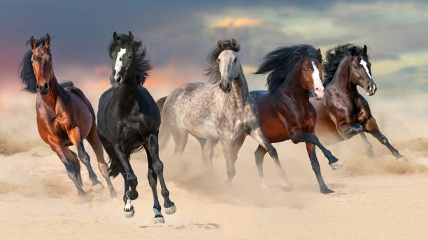 istock Horses run in desert sand 1014002758