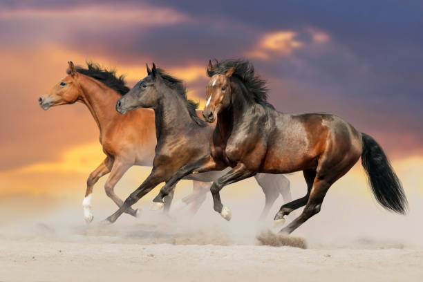 istock Horses run in desert sand 1014002782