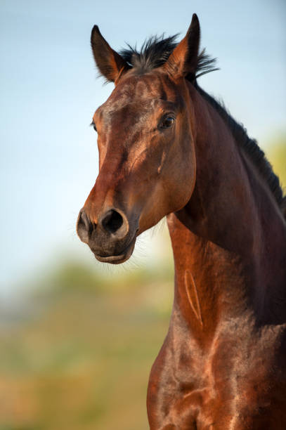 Wild horse on the meadow at spring time