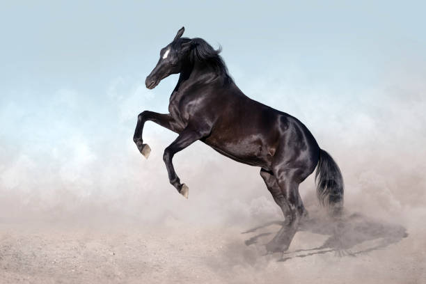 istock Stallion horse rearing up dramatic 1014004990