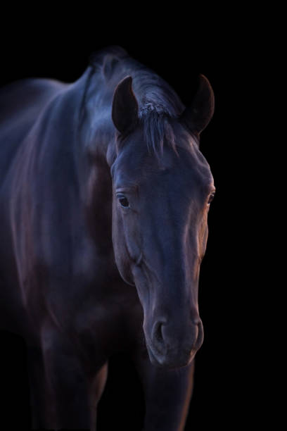 istock Horse portrait isolated 1014005070
