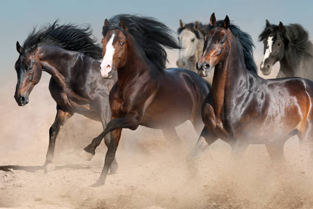 istock Horses run in desert sand 1014005090