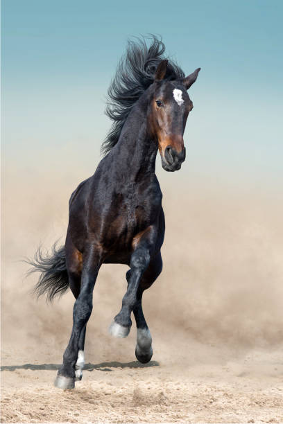 istock Stallion horse rearing up dramatic 1014005138