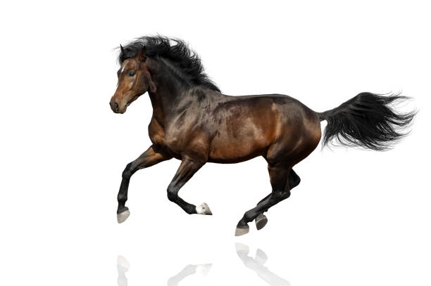 istock Horse isolated on white 1014005150