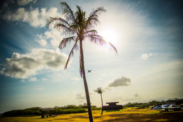 in Hawaii.Palm tree at the beach.