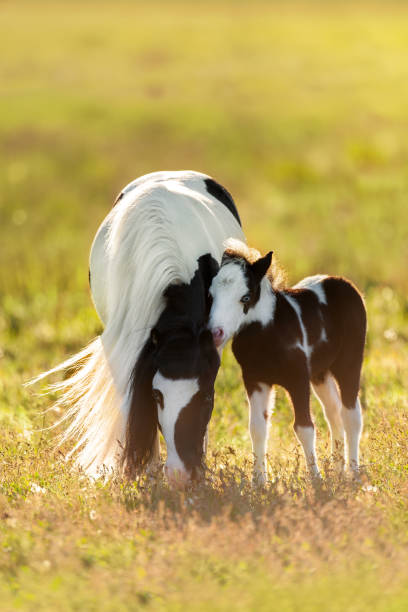 istock Beautiful pony mare with colt 1014005276