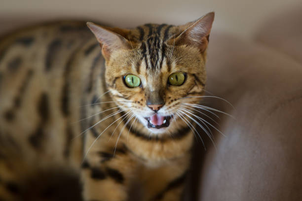 istock Cat portrait laying on sofa close up 1014005424