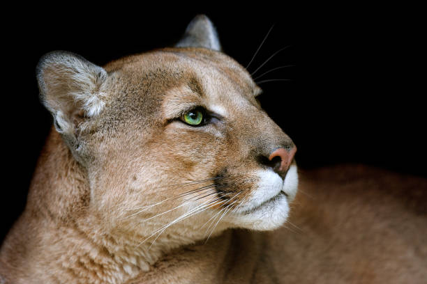 istock Puma close up portrait 1014005512