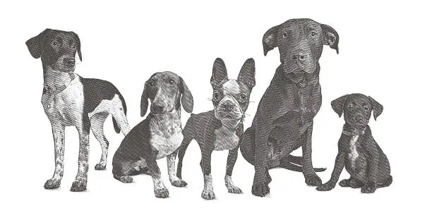 Vector illustration of Group of 5 dogs in animal shelter