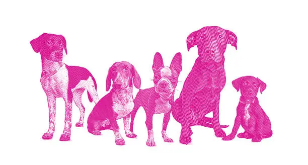 Vector illustration of Group of 5 dogs in animal shelter