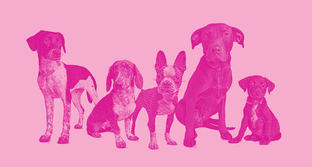 Engraving illustration of a group of 5 dogs in animal shelter hoping to be adopted