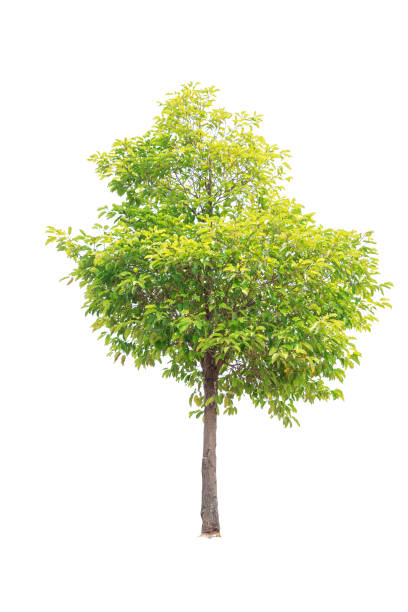 istock Closeup  Bullet Wood (Mimusops elengi Linn) Tree isolated on white background 1014011520