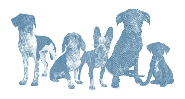 Vector illustration of Group of 5 dogs in animal shelter