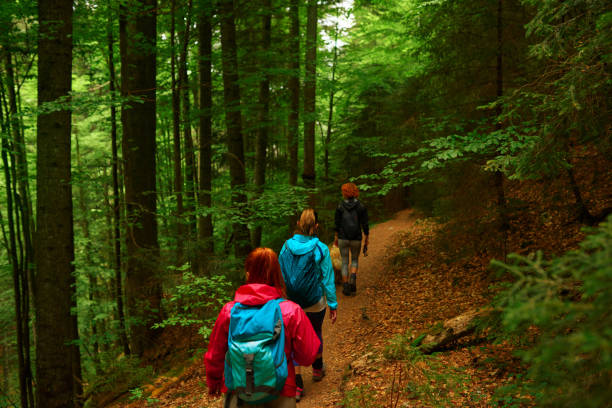 istock nature walks in the woodland 1014012178