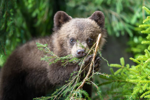 istock Cub of brown bear in the forest 1014014650
