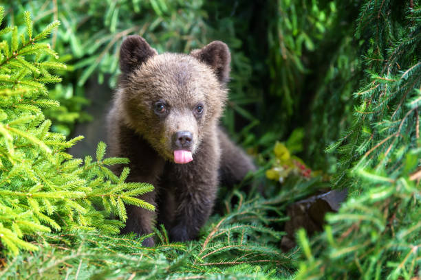 istock Cub of brown bear in the forest 1014014654