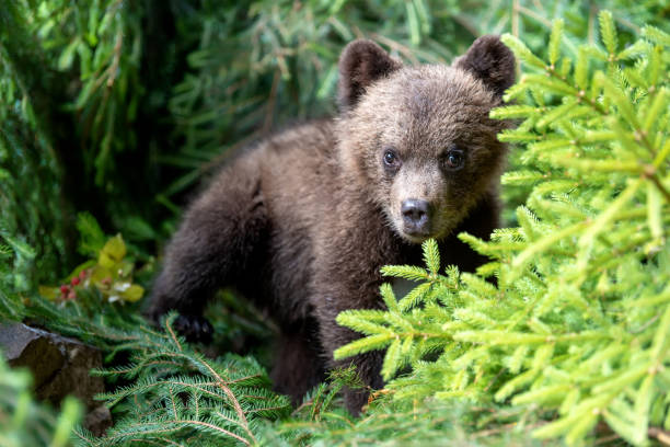 istock Cub of brown bear in the forest 1014014660