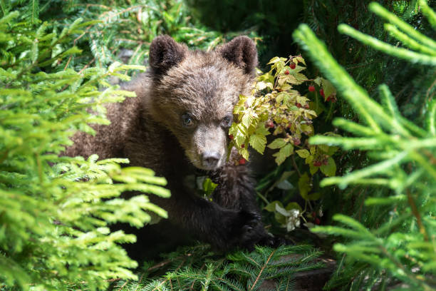 istock Cub of brown bear in the forest 1014014670