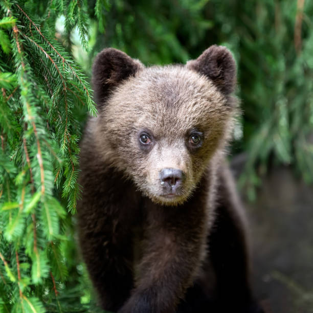 istock Cub of brown bear in the forest 1014014682