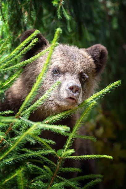 istock Cub of brown bear in the forest 1014014686