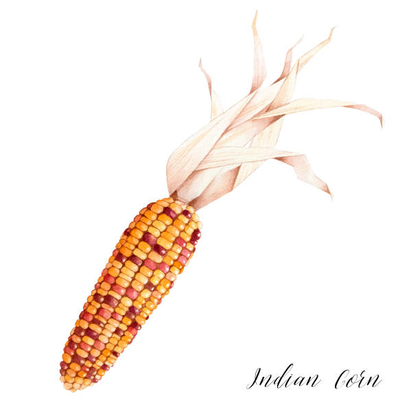 Isolated watercolor drawing of indian corn. Isolated watercolor drawing of indian corn. Autumn seasonal decor. pumpkin patch watercolor stock illustrations