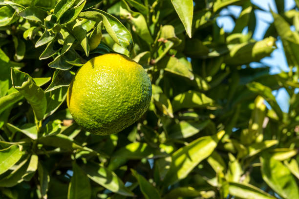 istock Ripe juicy orange mandarin on a tree. Close up 1014022450