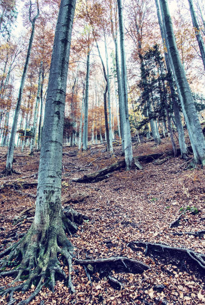 istock Autumn colorful forest with tall trees 1014022524