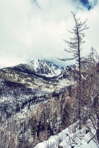 Spruce forest after natural disaster in High Tatras mountains Spruce forest after natural disaster in High Tatras mountains, Slovakia. Winter natural scene. Vertical composition. Old photo filter. 11154 stock pictures, royalty-free photos & images