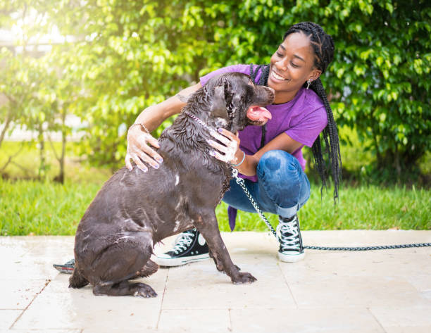 istock Groomer and dog 1014028238