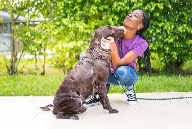 istock Groomer and dog 1014028298