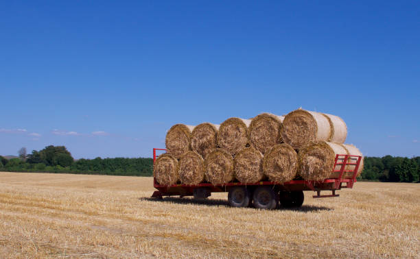 istock Harvested big round bales of hay 1014029082