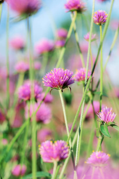 istock Pink flower with beautiful at sky. 1014038022