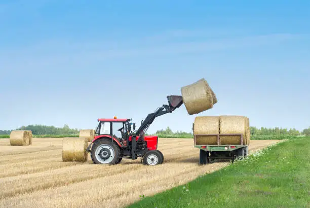 Photo of Harvesting of agricultural machinery. The tractor loads bales of hay on the machine after harvesting on a wheat field